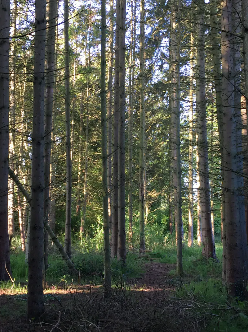 Woodland at Dilapidated Presteigne manor, M339 (photo 38)