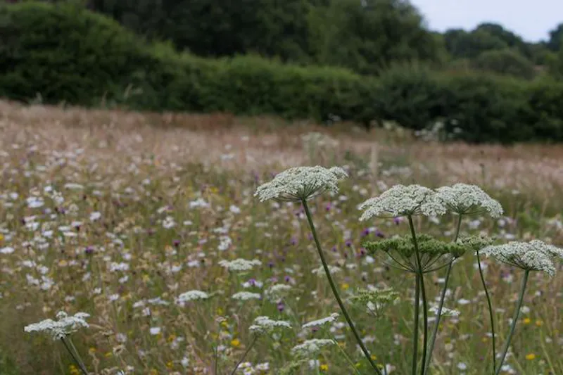 Film location D2459 in Kent (photo 10)