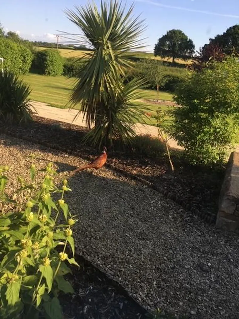 Garden at Brinkworth stable conversion, L710 (photo 15)