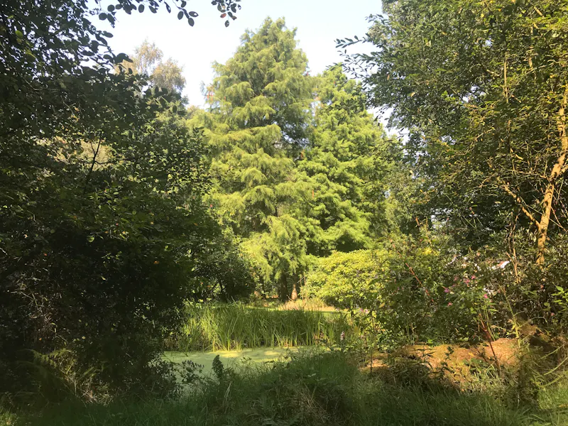 Pond at Tudor-style Chobham farmhouse, F901 (photo 35)