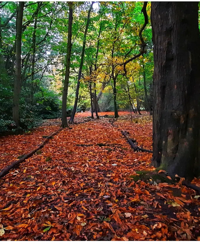 Woodland at Elegant Tanworth stately home , A1545 (photo 29)