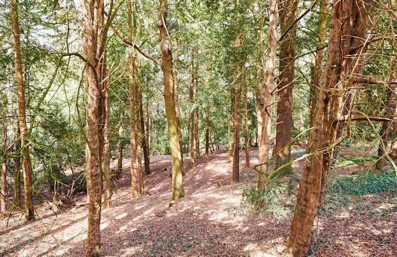 Woodland at Georgian house in Curdridge, A1318 (photo 50)