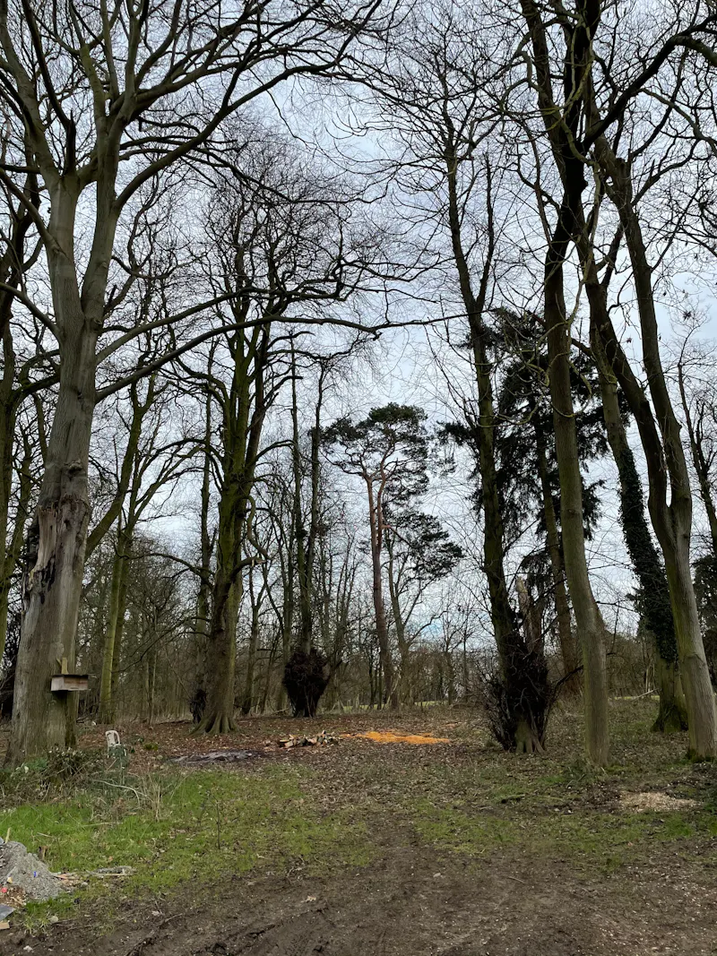 Woodland at Neo-classical Bedford house, A1438 (photo 120)