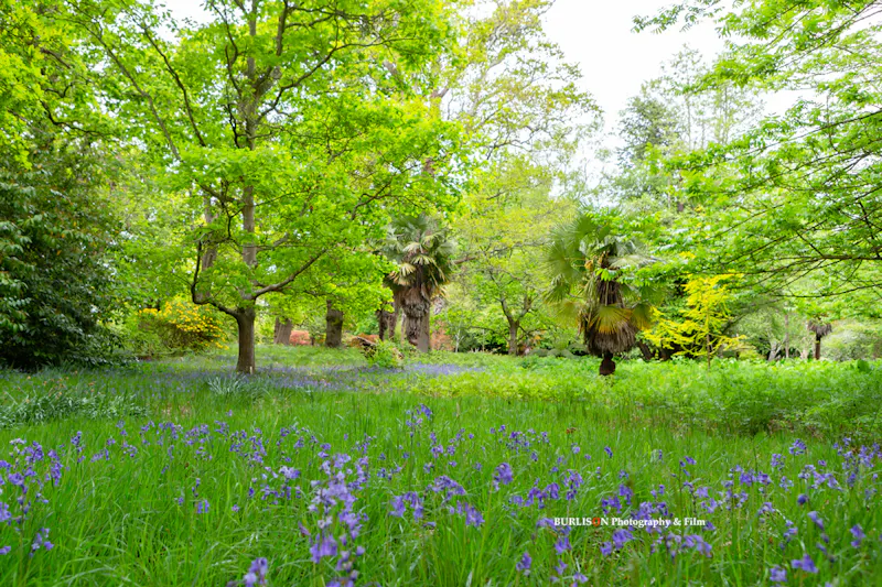 Woodland at Historic Lymington stately, E406 (photo 40)