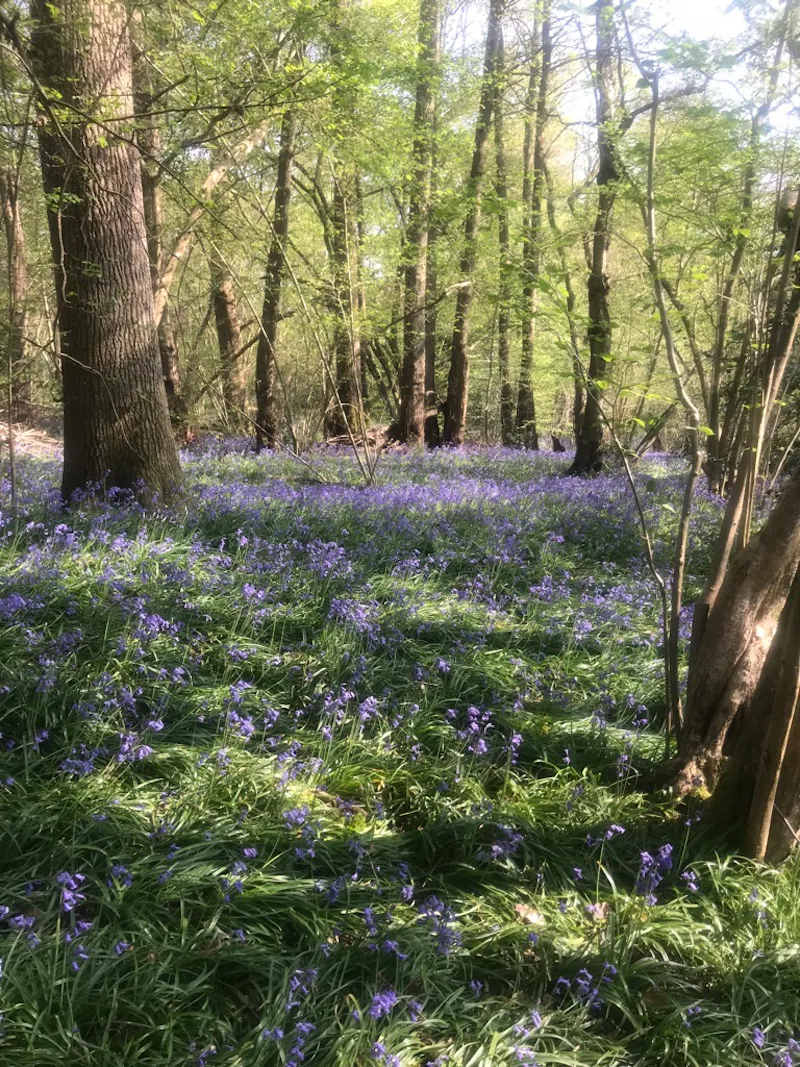 Woodland at  Arts & crafts house Ewhurst, E486 (photo 19)