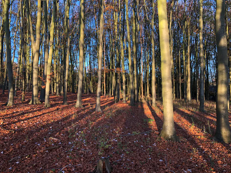 Woodland at Stunning modern farm Nuffield, D2508 (photo 51)