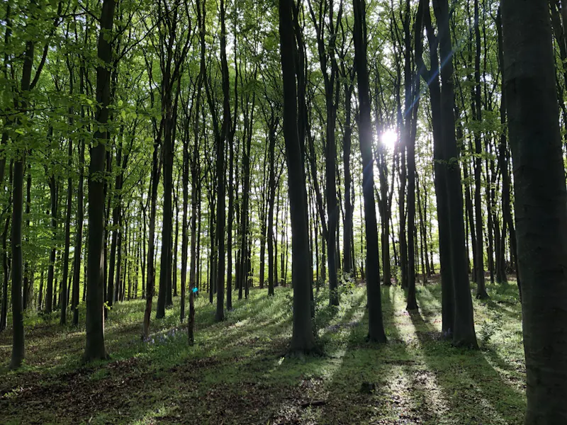 Woodland at Stunning modern farm Nuffield, D2508 (photo 52)