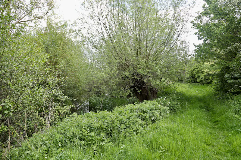Claywell gardens in Oxfordshire, L724 (photo 31)