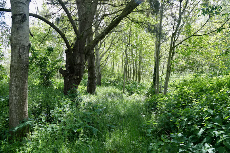 Claywell gardens in Oxfordshire, L724 (photo 33)