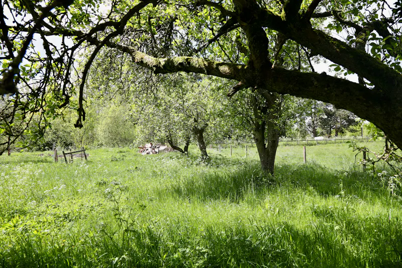 Claywell gardens in Oxfordshire, L724 (photo 41)