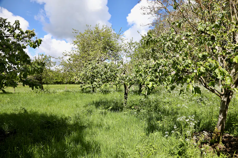 Claywell gardens in Oxfordshire, L724 (photo 39)