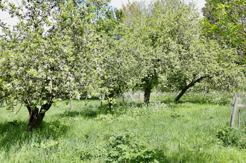 Claywell gardens in Oxfordshire, L724 (photo 44)