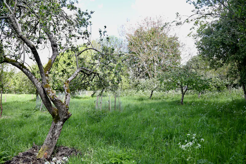 Claywell gardens in Oxfordshire, L724 (photo 40)