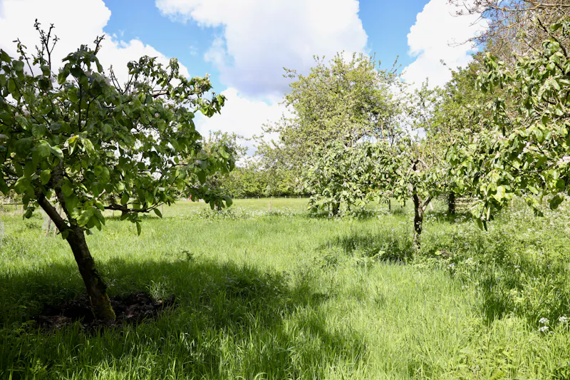Claywell gardens in Oxfordshire, L724 (photo 38)