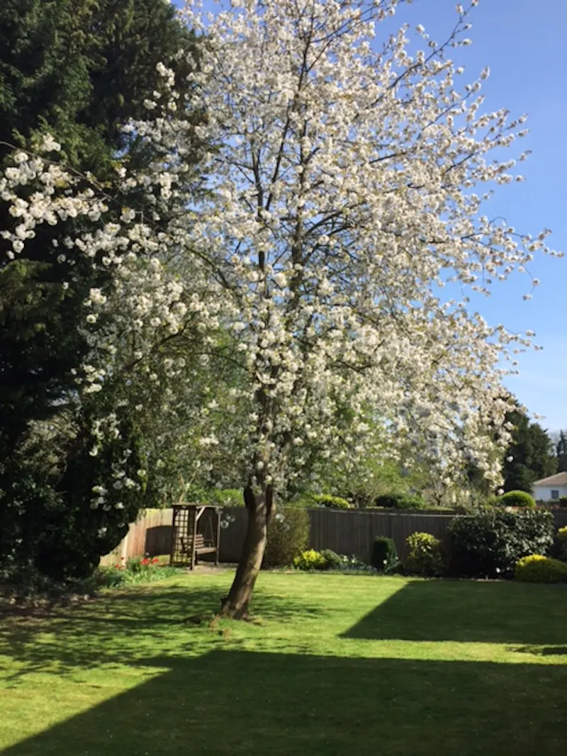 Garden at Art Deco home in Edgware , D2559 (photo 21)