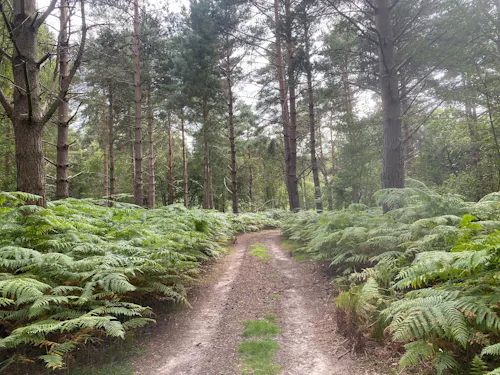 Chertsey Woodland, N529