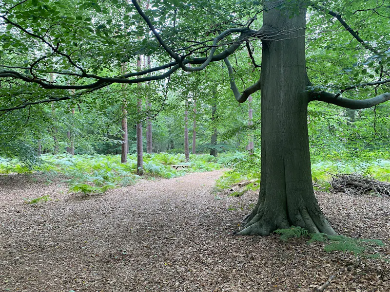 Driveway at Chertsey Woodland, N529 (photo 4)