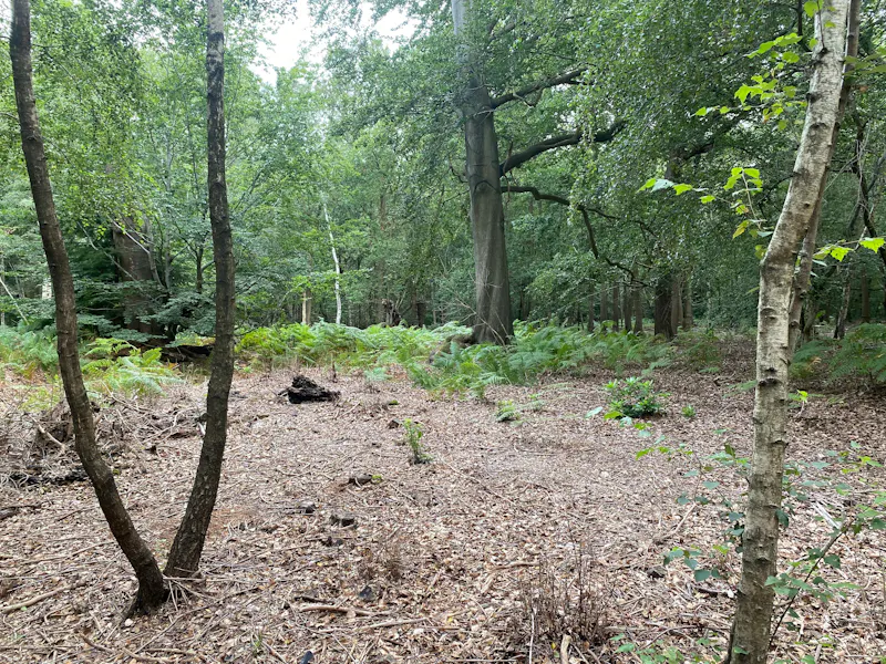 Chertsey Woodland, N529 (photo 7)