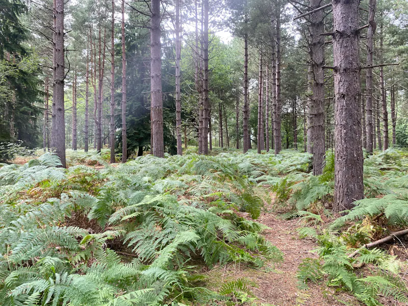 Chertsey Woodland, N529 (photo 6)