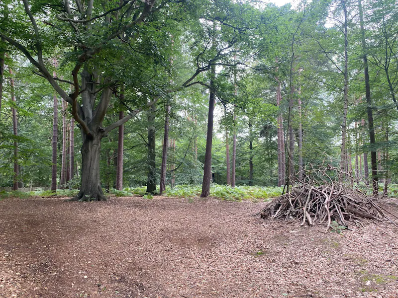 Woodland at Chertsey Woodland, N529 (photo 5)