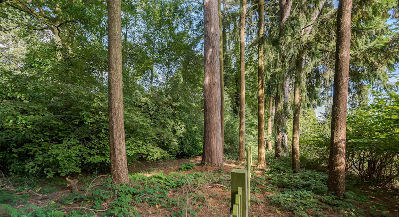 Woodland at Large house in Great Missenden, D2589 (photo 42)