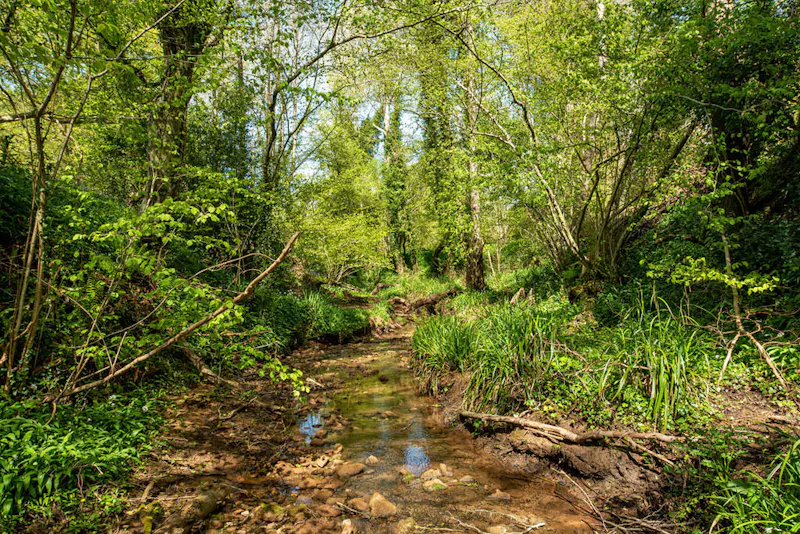 Woodland at 1500's estate near Bristol, M351 (photo 17)
