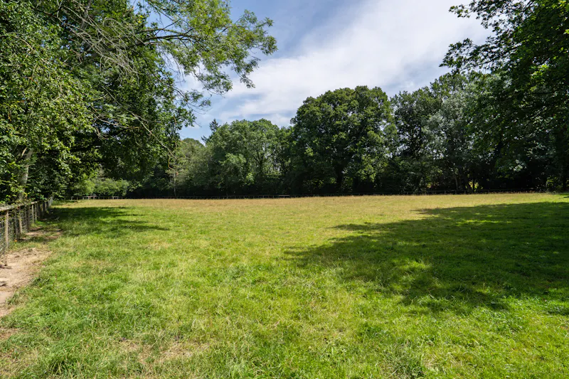Woodland at Farm cottage in Haslemere, D2613 (photo 26)