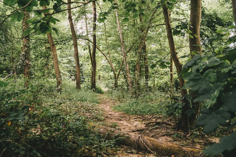 Woodland at Ashurst country house and barns, A1239 (photo 64)