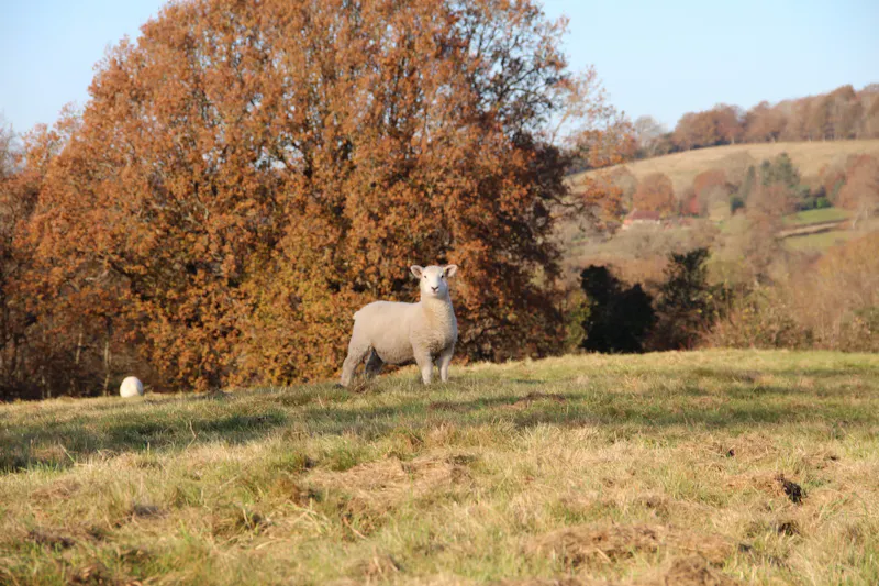 Views - country at Ashurst country house and barns, A1239 (photo 58)