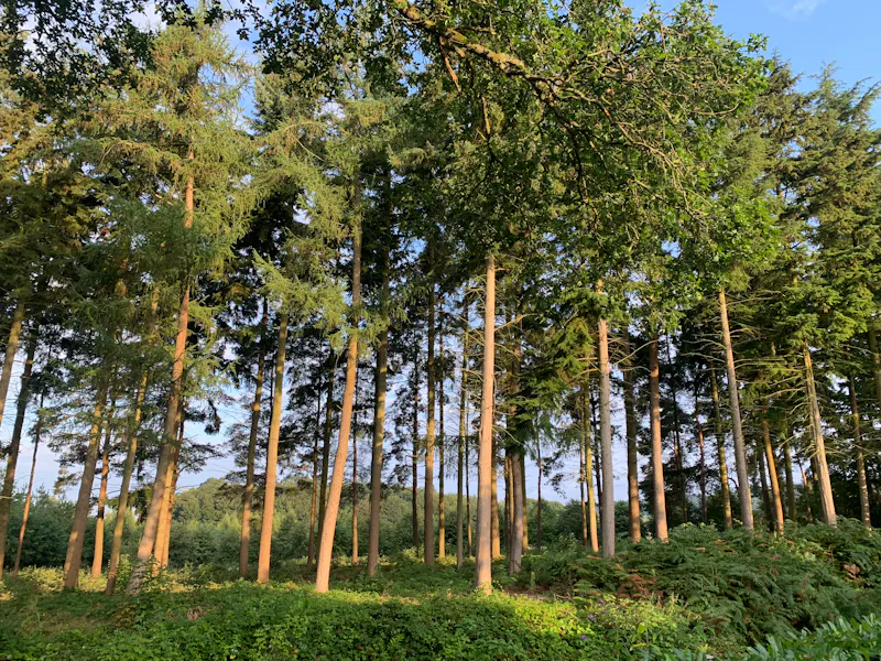 Woodland at American barn in Guildford, B1125 (photo 64)