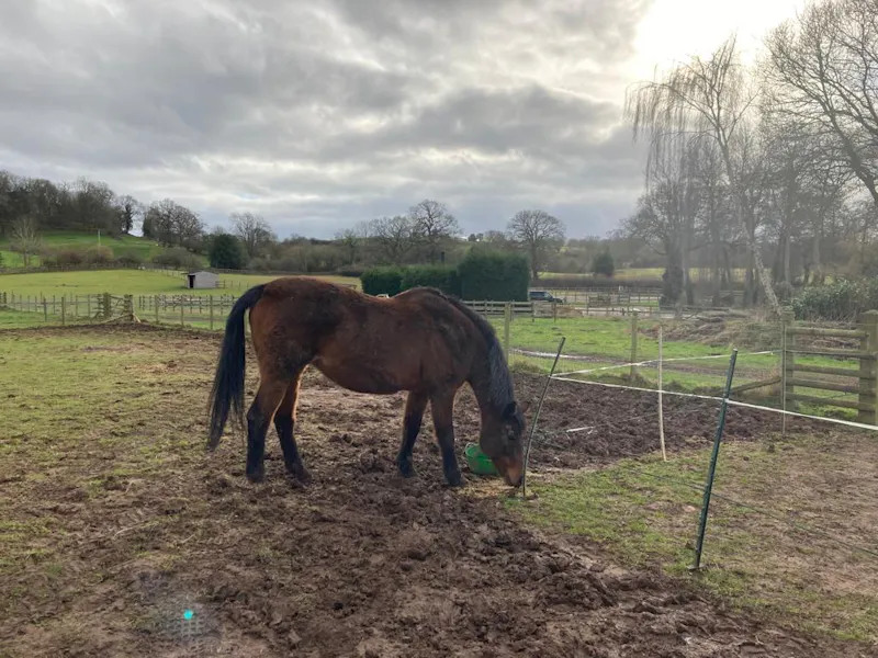 Blakedown Farm, L737 (photo 28)