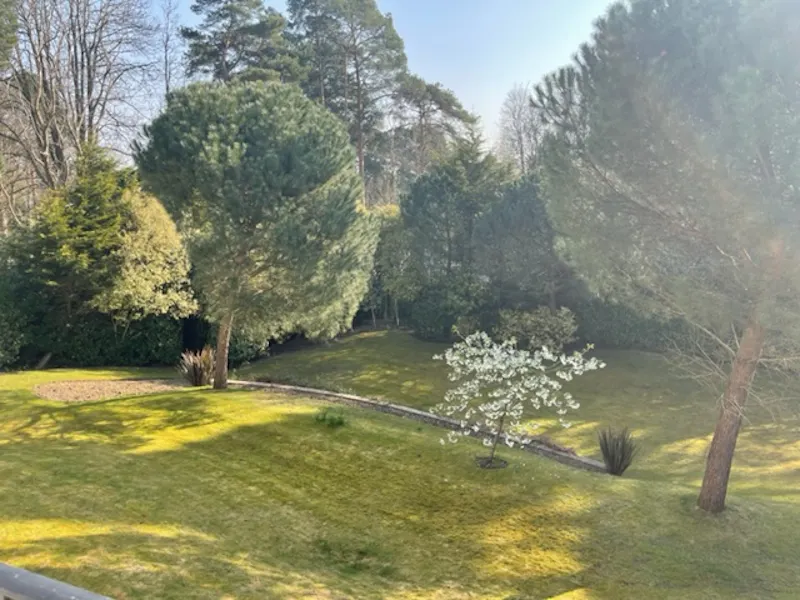 Woodland at Weybridge mansion with pool, D2618 (photo 39)