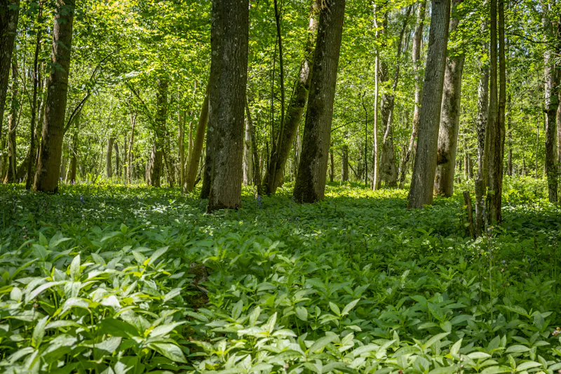 Woodland at Pretty South Downs farmhouse, L403 (photo 69)