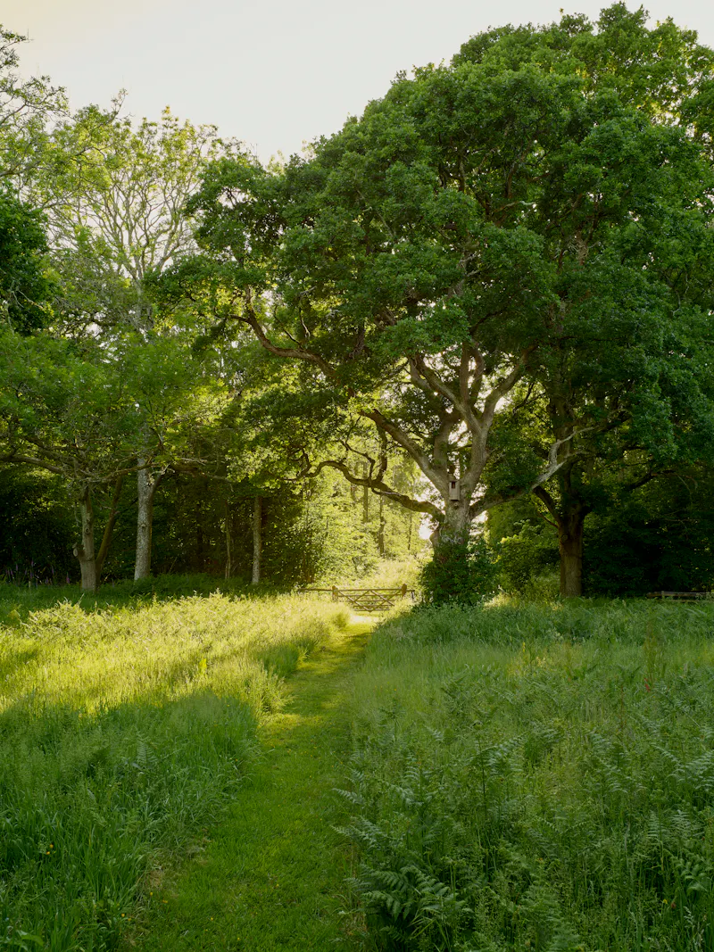 Woodland at Pretty South Downs farmhouse, L403 (photo 79)