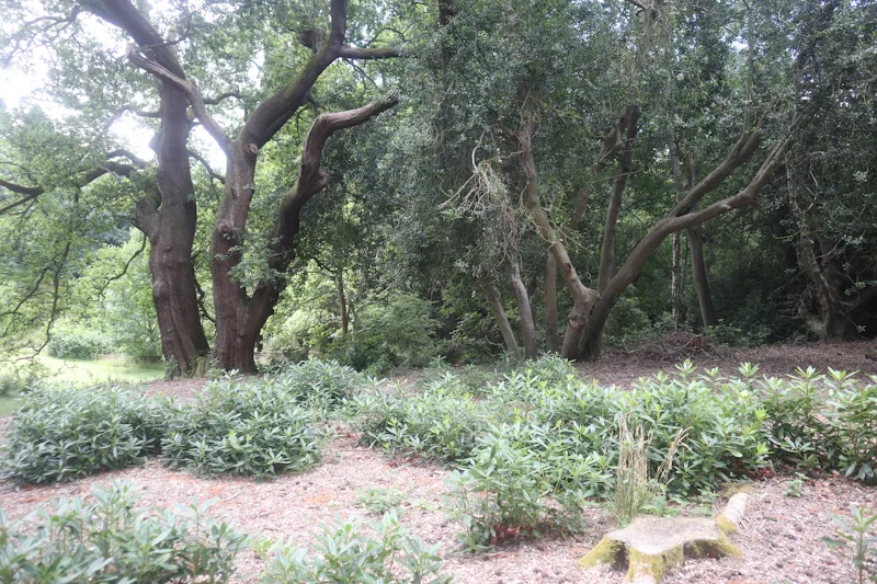 Woodland at Stocksfield Gothic house, B1996 (photo 129)