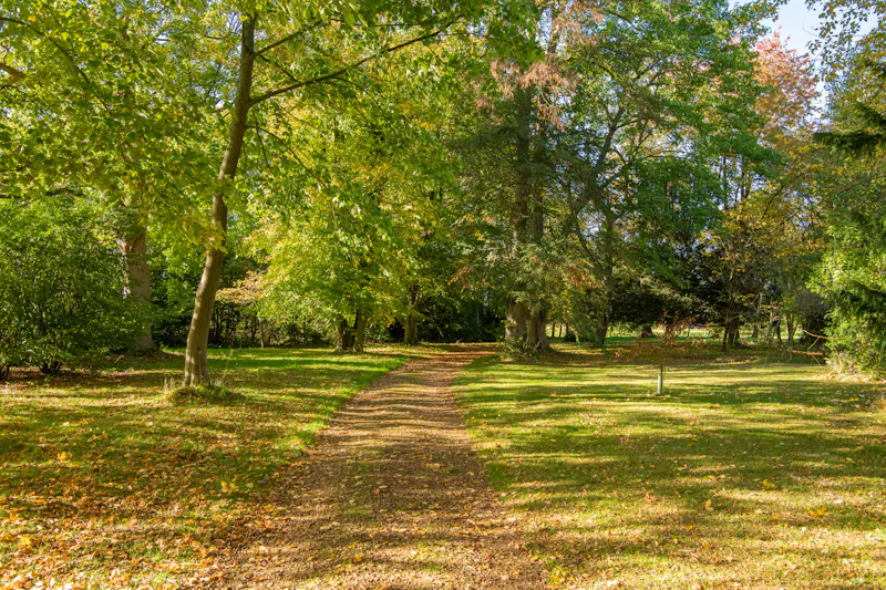 Woodland at Walkern Mansion, B2009 (photo 62)
