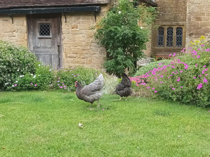 Martock tudor court house, M355 (photo 21)