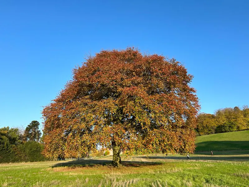 Womborne country house, B2011 (photo 25)