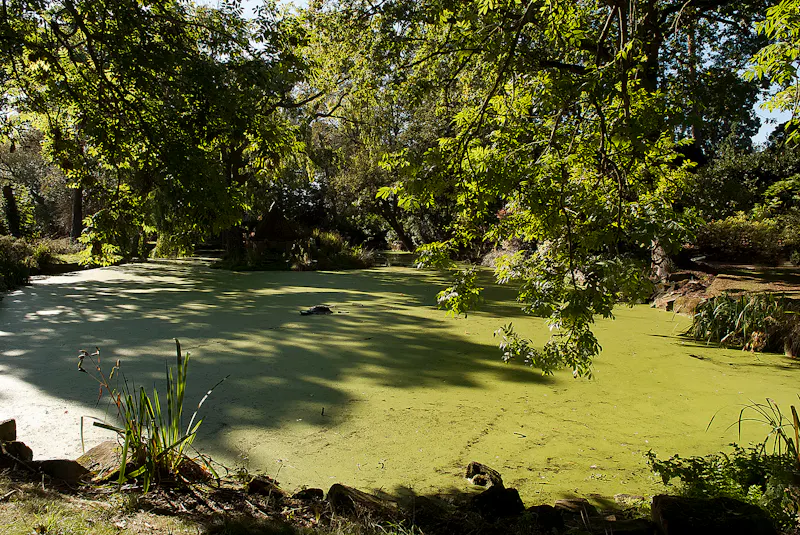Pond at Chelmsford Manor House, A1609 (photo 30)