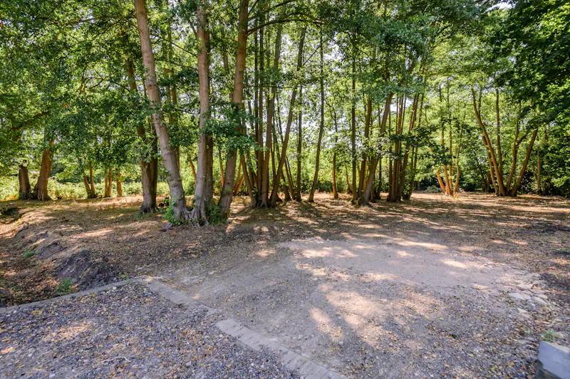 Woodland at Picturesque Woking cottage, C939 (photo 43)