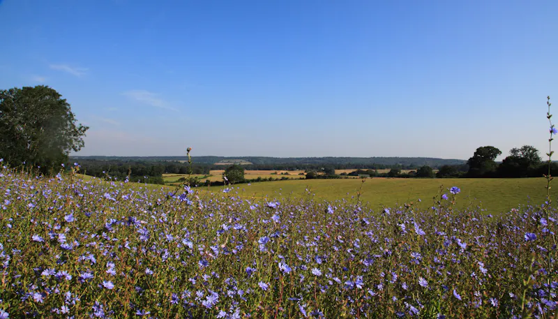 Views - country at Smart Surrey Farmhouse, L759 (photo 20)