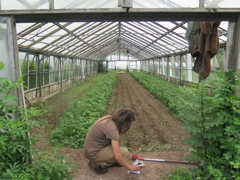 Greenhouse at Pangbourne Thameside estate , M130 (photo 78)