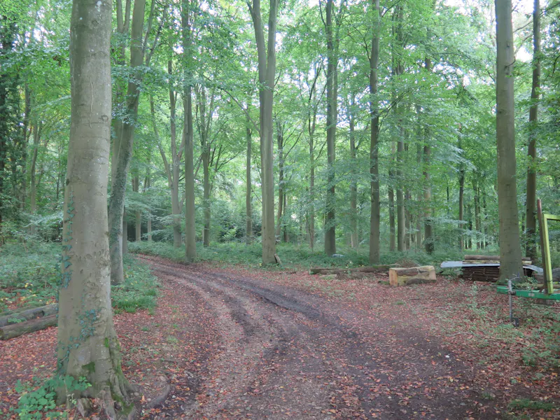 Woodland at Pangbourne Thameside estate , M130 (photo 61)