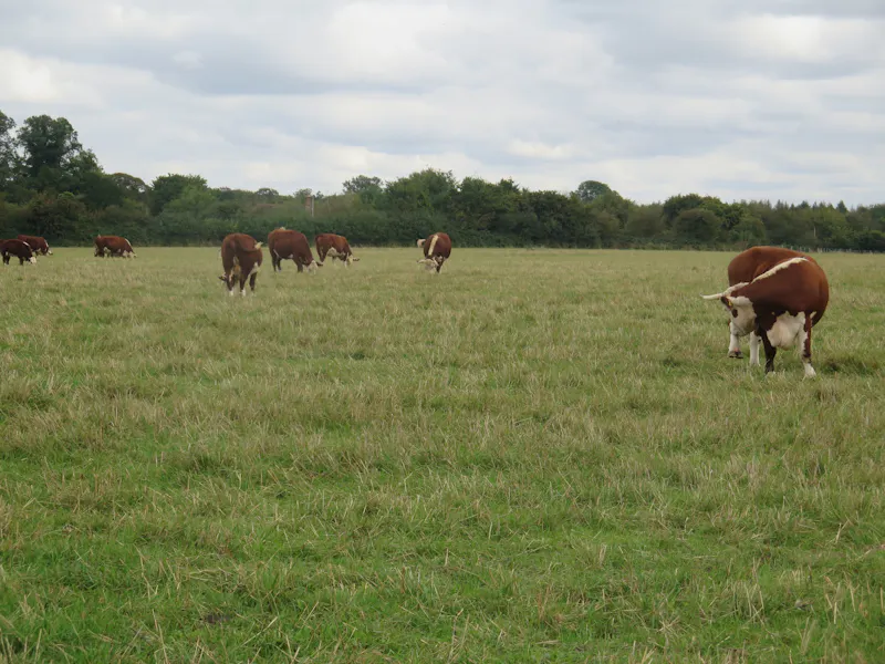 Pangbourne Thameside estate , M130 (photo 98)