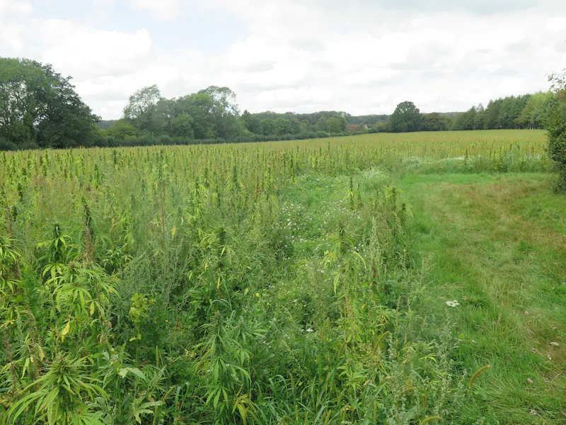 Pangbourne Thameside estate , M130 (photo 99)