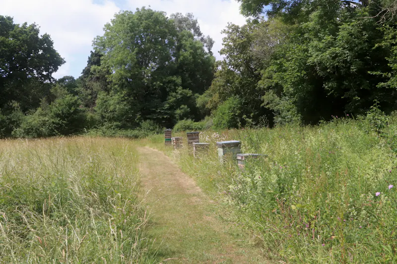 Woodland at Barn conversion in Swanmore, D2743 (photo 88)