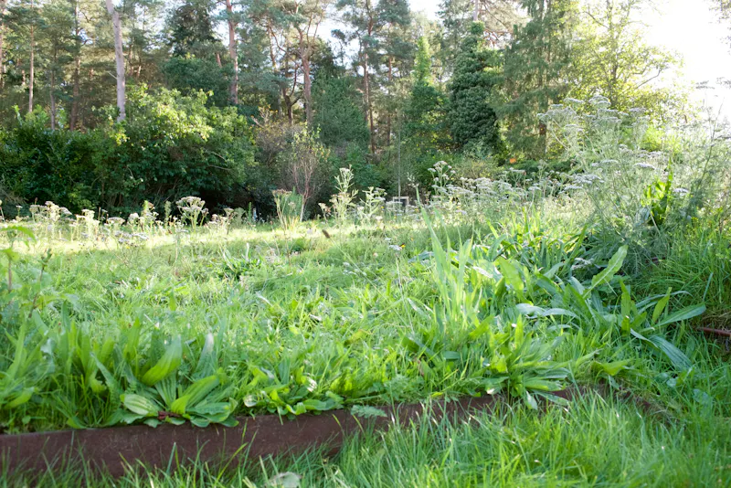 Garden - wild at Modern Churt country house, D2758 (photo 63)