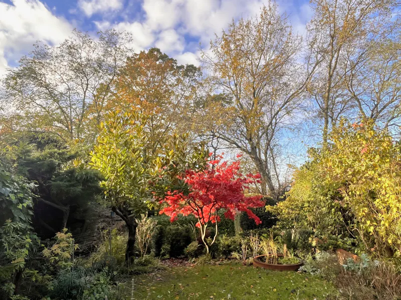 Garden at  1960s Sydenham townhouse, K494 (photo 21)