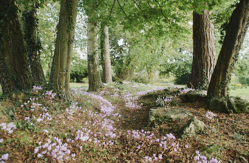 Woodland at Idyllic Georgian Chippenham Manor, A1626 (photo 108)