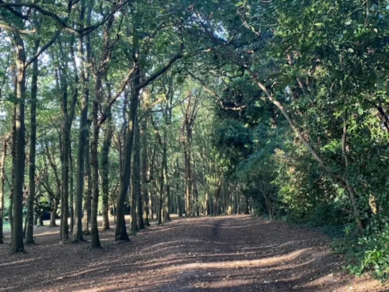 Woodland at American style Esher house, D797 (photo 91)
